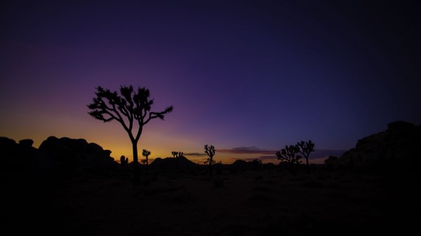 Tree Silhouette Sunset Wallpaper