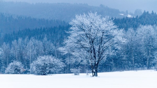 Tree Snow Winter Forest Wallpaper