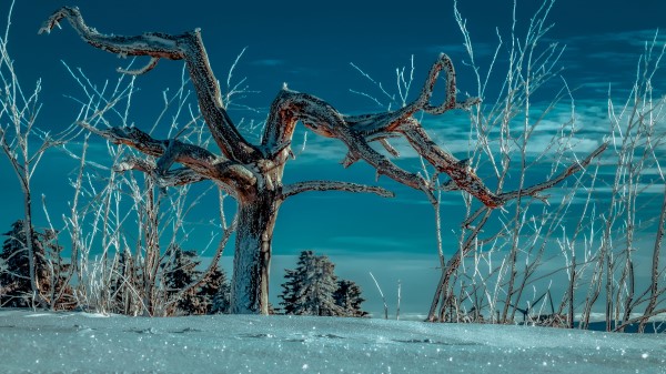 Tree Snow Winter Image Wallpaper