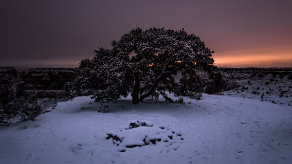 Tree Snow Winter Wallpaper