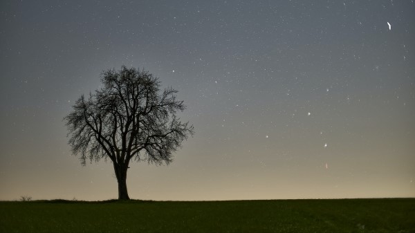 Tree Starry Sky Evening wallpaper