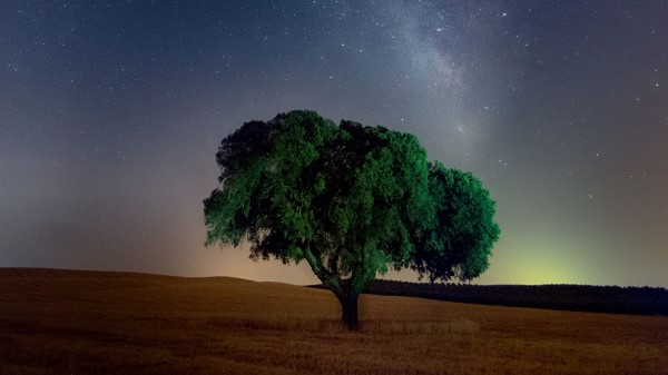 Tree Starry Sky Field Wallpaper