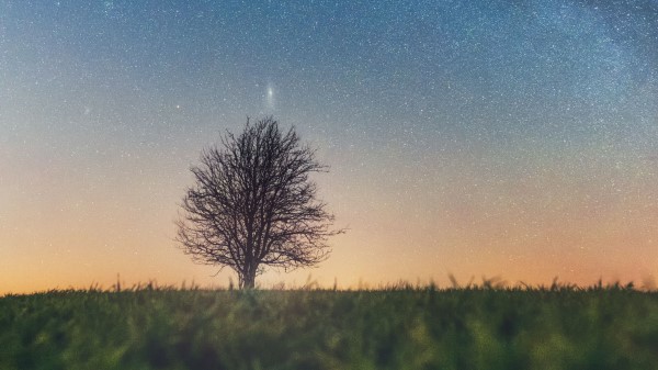 Tree Starry Sky Grass Wallpaper