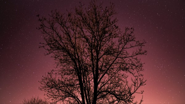 Tree Starry Sky Stars Night Wallpaper