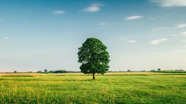 Tree Summer Grass Wallpaper