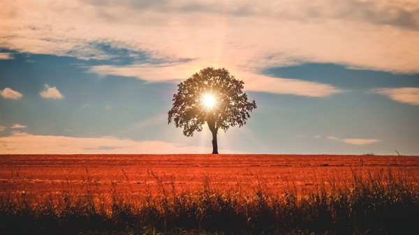 Tree Sunlight Horizon Wallpaper