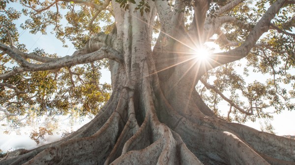 Tree Sunlight Roots Wallpaper