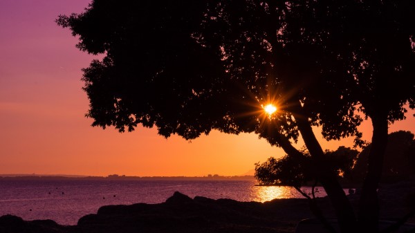 Tree Sunset Beach Wallpaper