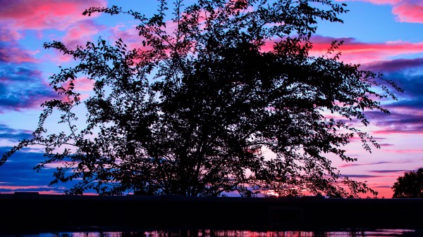 Tree Sunset Branches Wallpaper
