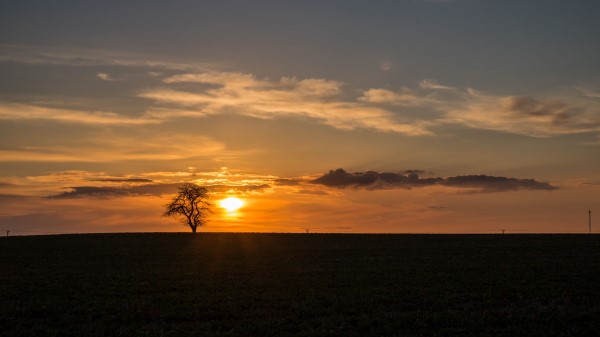 Tree Sunset Horizon Image Wallpaper