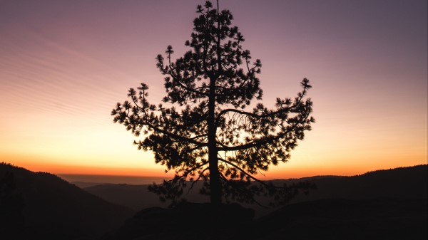 Tree Sunset Horizon Wallpaper