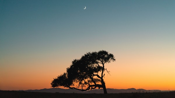 Tree Sunset Moon wallpaper