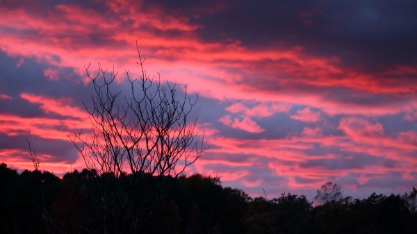 Tree Sunset Night Wallpaper