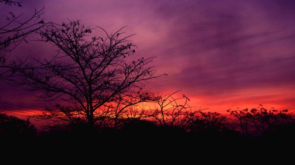 Tree Sunset Sky Clouds Wallpaper
