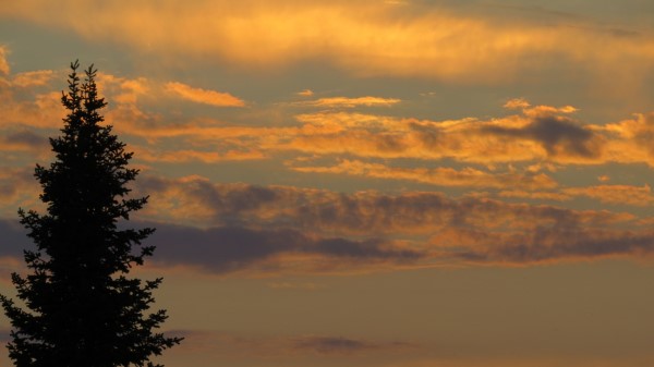 Tree Sunset Twilight Image Wallpaper