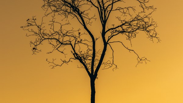 Tree Sunset Twilight Wallpaper