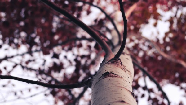 Tree Trunk Branches wallpaper