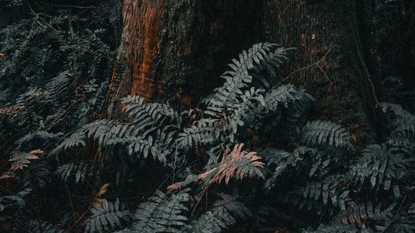 Tree Trunk Fern wallpaper