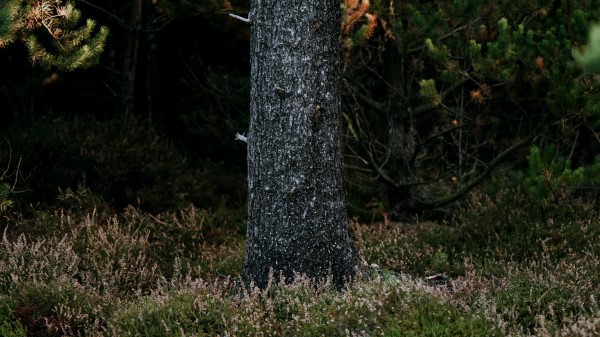 Tree Trunk Pine Wallpaper