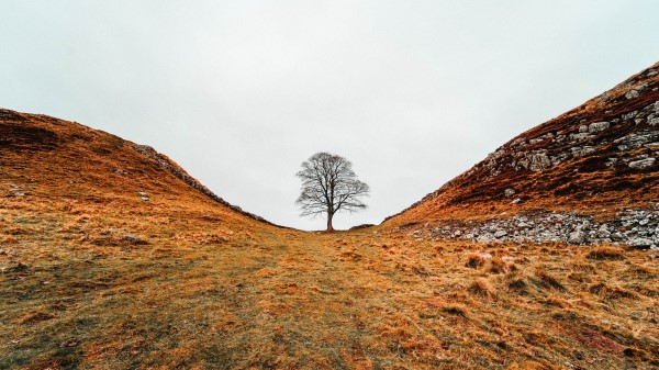 Tree Valley Hills wallpaper