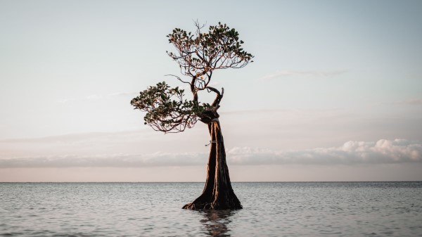 Tree Water Nature wallpaper