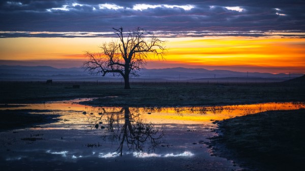 Tree Water Reflection wallpaper