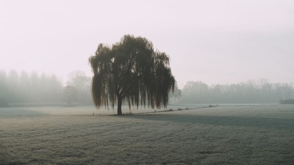 Tree Willow Fog wallpaper