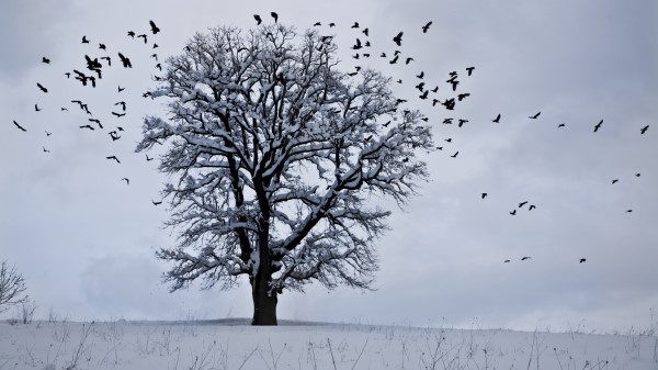 Tree Winter Birds Snow wallpaper