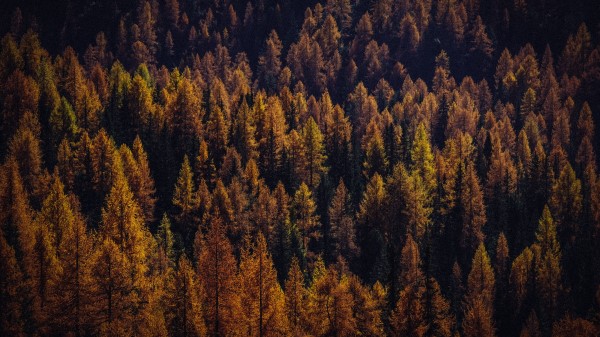 Trees Aerial View Autumn Image wallpaper