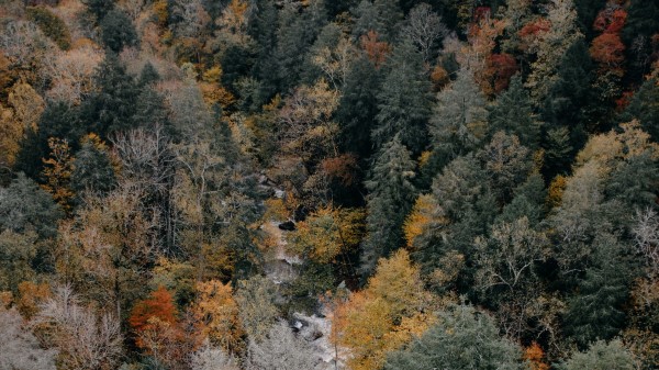 Trees Aerial View Autumn Wallpaper