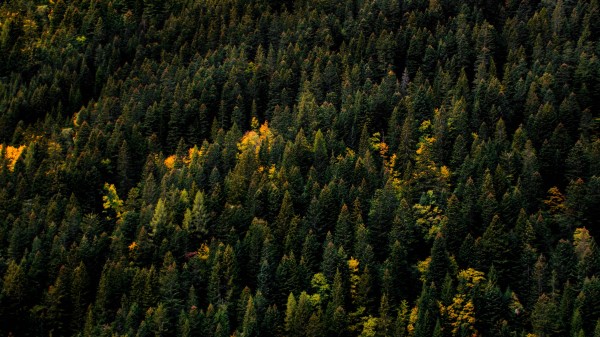 Trees Aerial View Forest Wallpaper