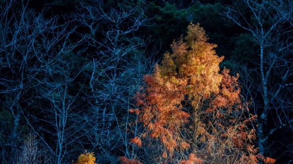 Trees Autumn Dark Wallpaper