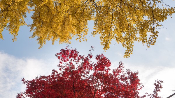 Trees Autumn Fall Colors Wallpaper