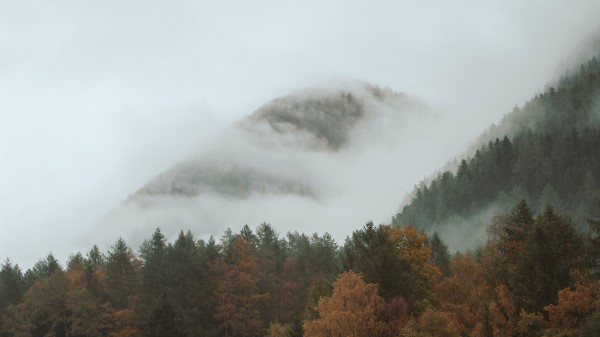Trees Autumn Forest Wallpaper