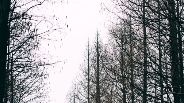 Trees Autumn Landscape Wallpaper