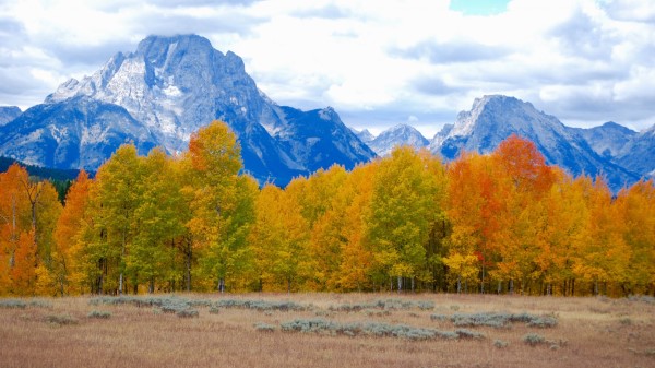 Trees Autumn Mountains Wallpaper