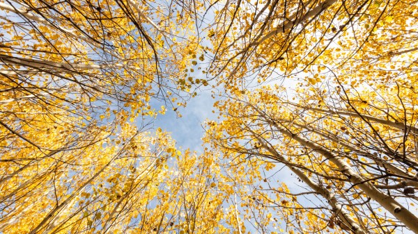 Trees Bottom View Autumn Wallpaper