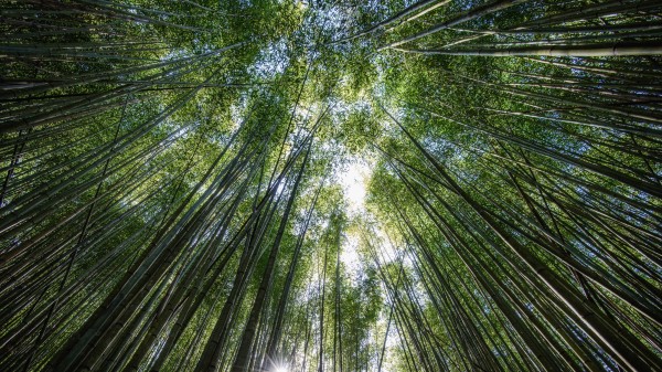 Trees Bottom View Bamboo Wallpaper