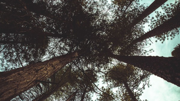 Trees Bottom View Branches Image Wallpaper