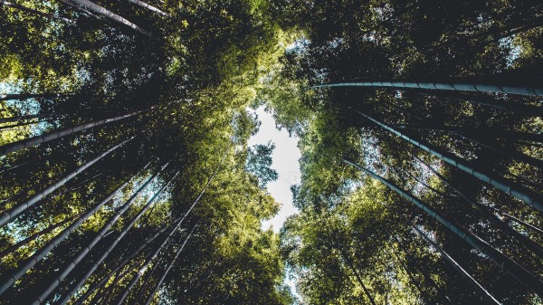 Trees Bottom View Branches Wallpaper