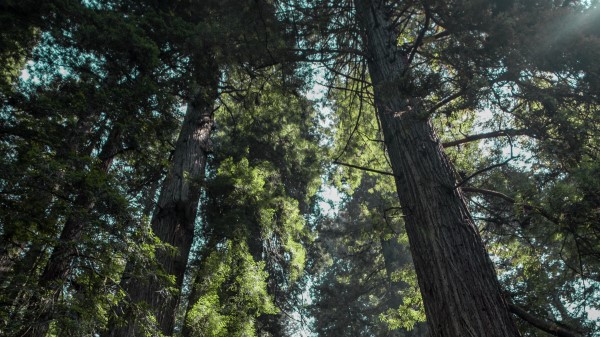 Trees Bottom View Fog Wallpaper