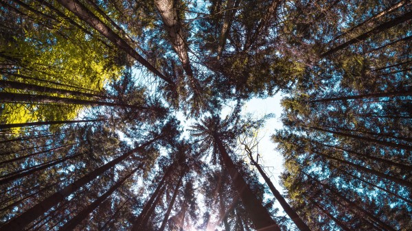 Trees Bottom View Forest Wallpaper