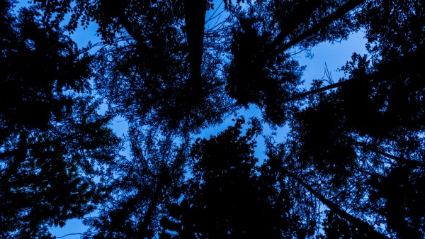 Trees Bottom View Silhouette Wallpaper