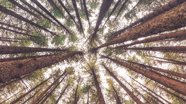 Trees Bottom View Trunks Wallpaper