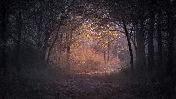 Trees Branch Pathway Dark Autumn Forest Backlit Wallpaper