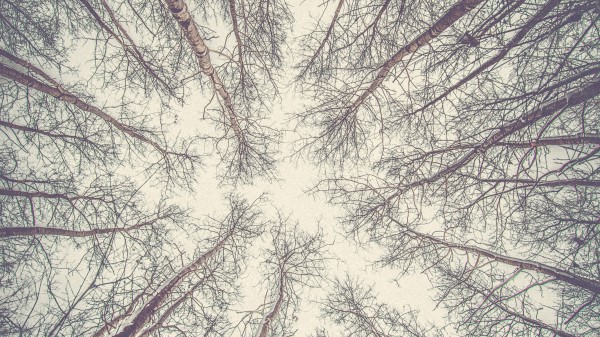 Trees Branches Bottom View Wallpaper