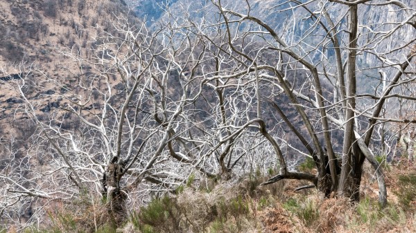 Trees Branches Bushes Wallpaper