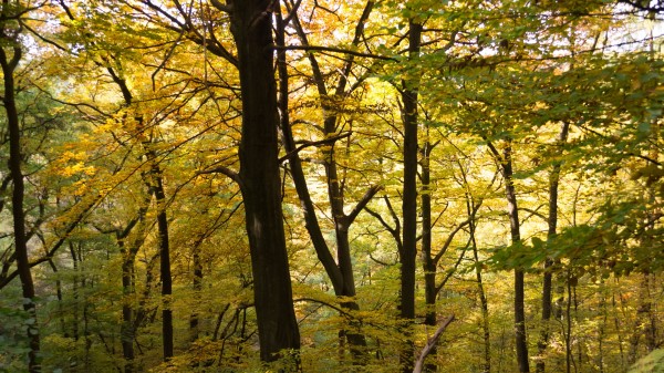 Trees Branches Forest Wallpaper