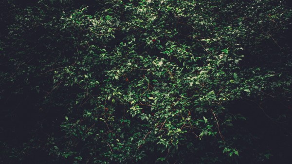 Trees Branches Green Wallpaper