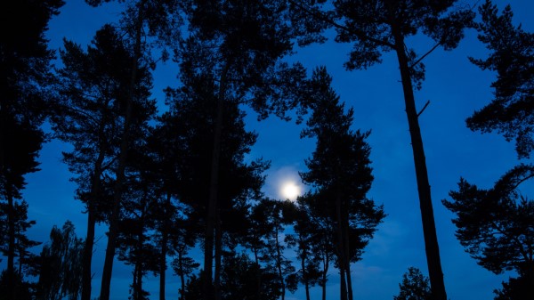 Trees Branches Moon Wallpaper
